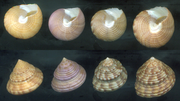 Calliostoma zizyphinum